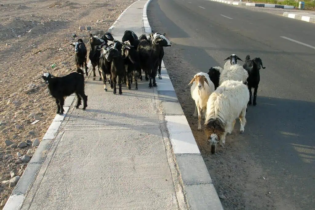 Phân tích răng hàm của cừu và dê qua thời gian Răng hàm cừu và dê khảo cổ