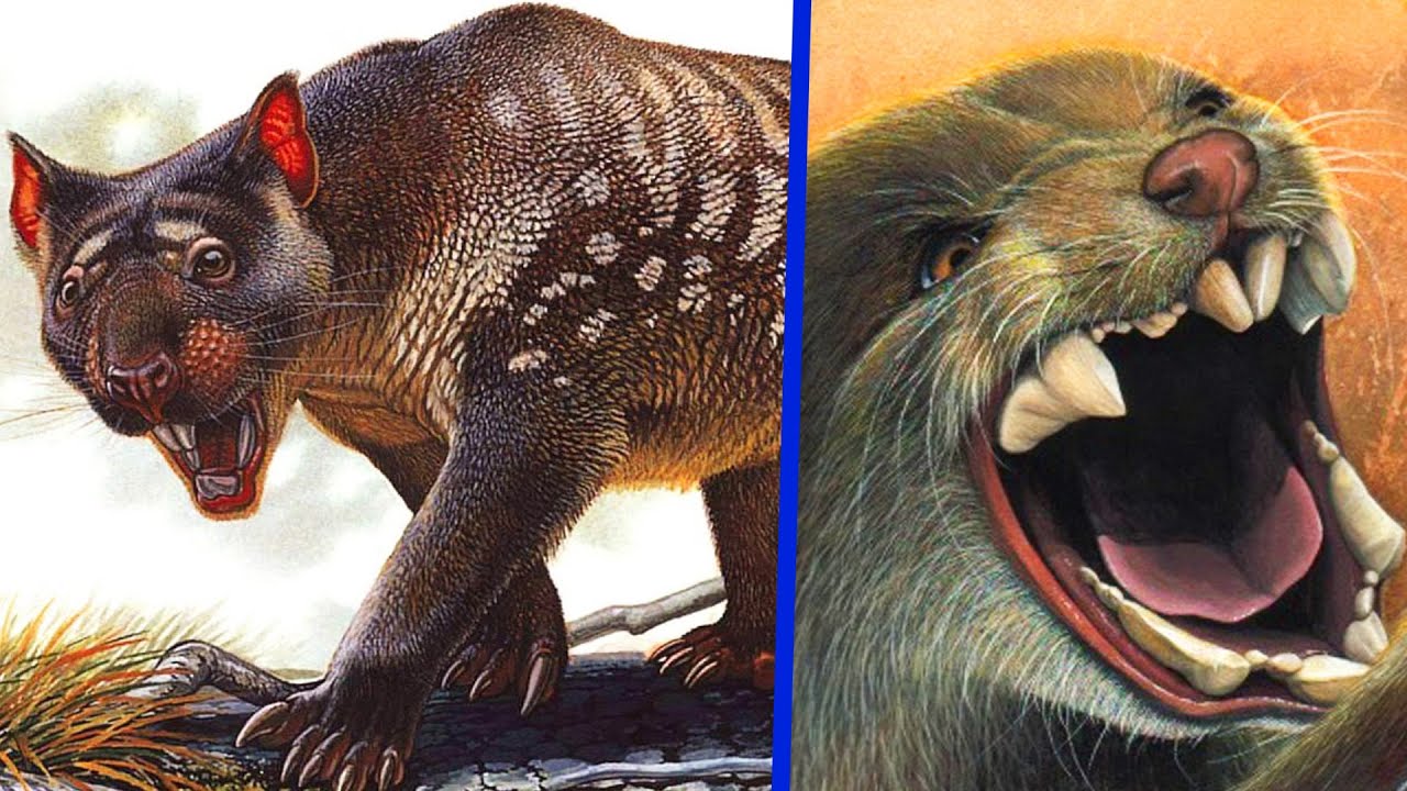 Sư tử túi thời tiền sử và công cụ săn bắt của con người