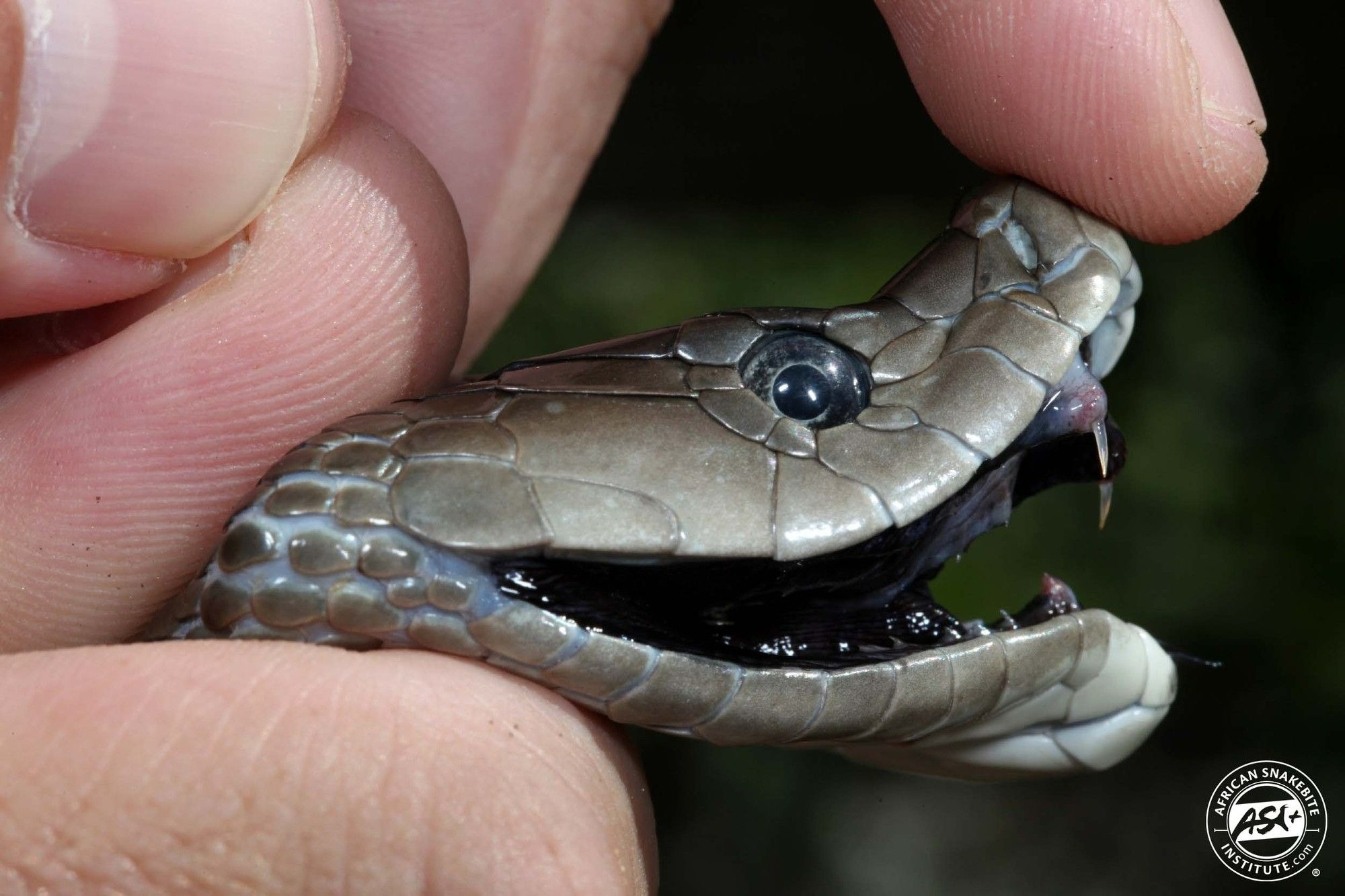 Tác động nọc độc rắn mamba