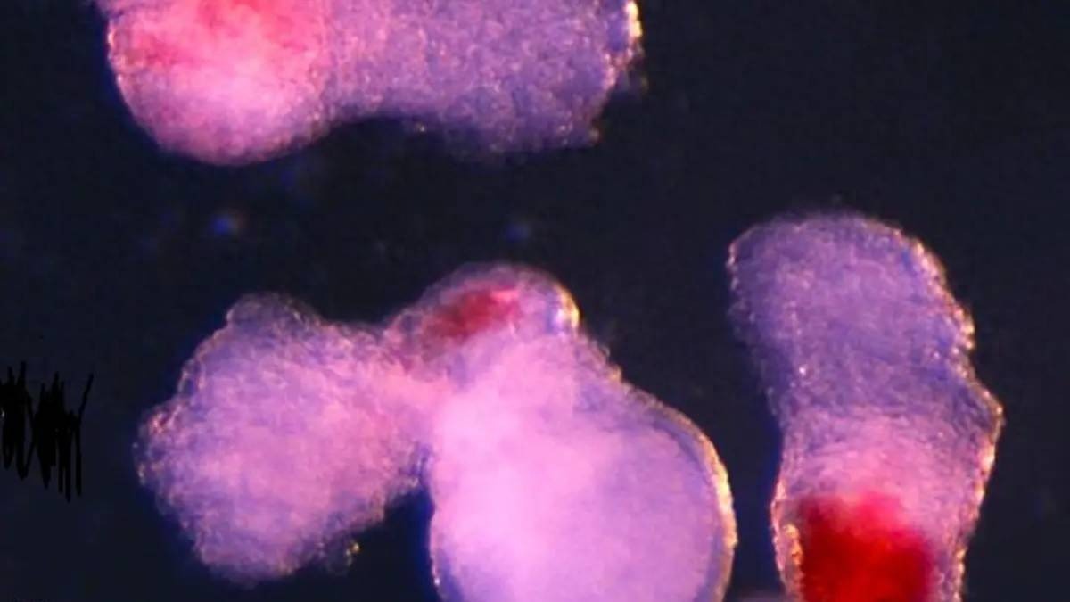 Cấu trúc tạo máu nhân tạo