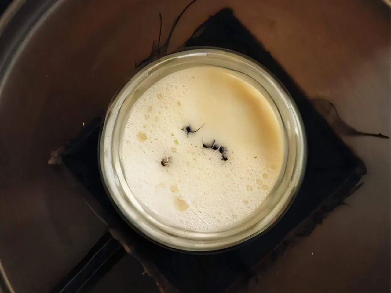 Sữa chua làm từ kiến - sự giao thoa giữa truyền thống và khoa học