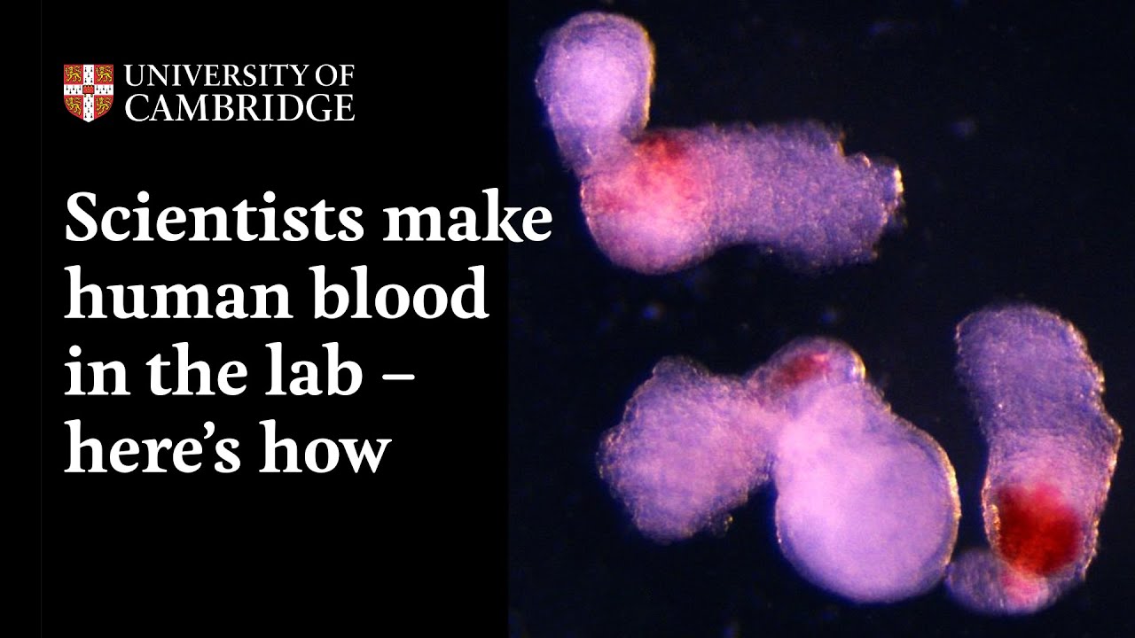 Tế bào cơ tim đập và hồng cầu xuất hiện