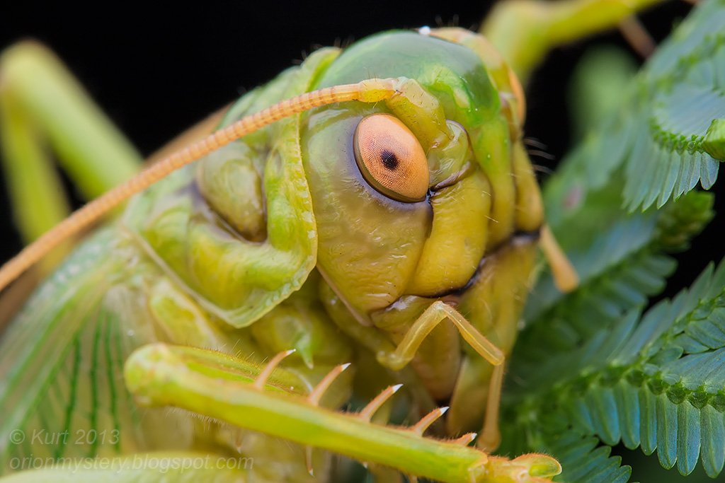 Chiếc lều lá sau khi được cuốn hoàn chỉnh Chiếc lều lá do dế tạo ra