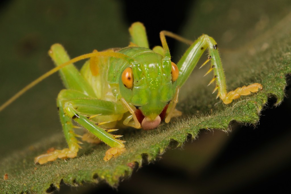 Dế cuốn lá trong quá trình lựa chọn lá Dế cuốn lá đang lựa chọn lá để cuộn