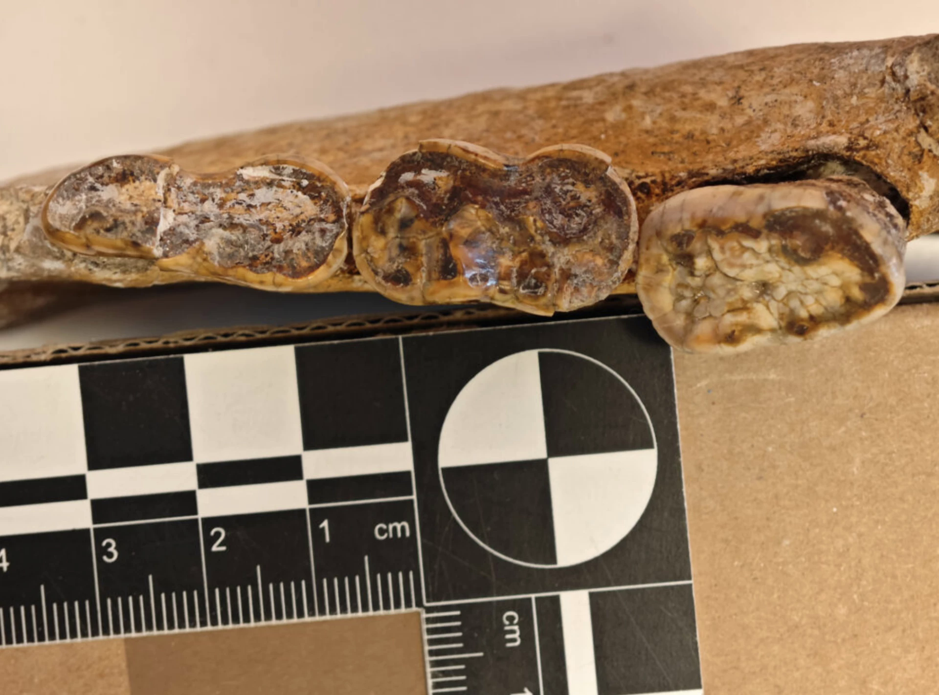 So sánh kích thước răng m2 ở các loài gấu hiện đại