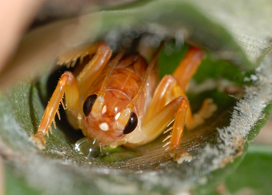Ấu trùng bên trong chiếc lều lá Ấu trùng được bảo vệ bởi lều lá