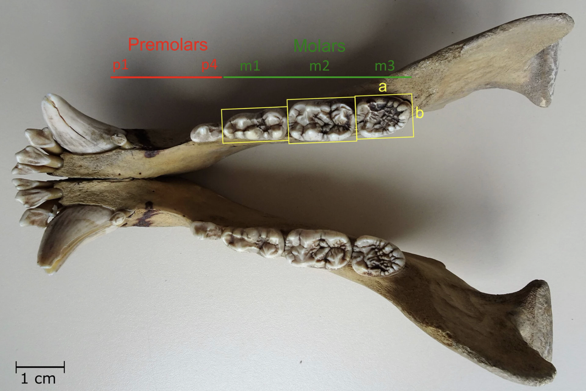 Bộ răng cổ đại của gấu